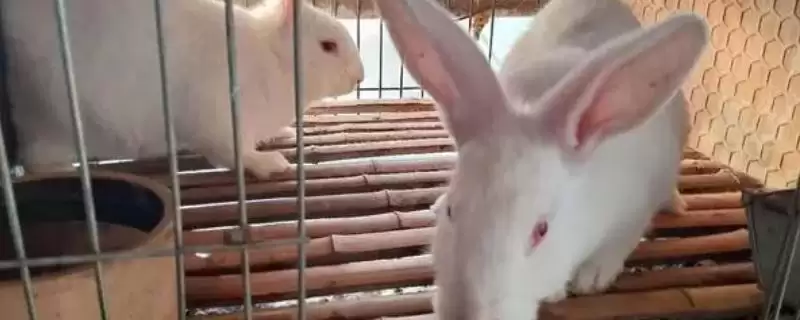 给兔子喂食花生秧注意 ,给兔子喂食花生秧有哪些注意事项插图 给兔子喂食花生秧注意 ,给兔子喂食花生秧有哪些注意事项插图