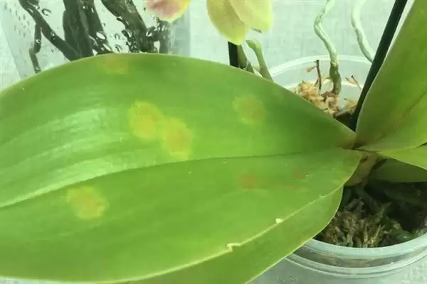 蝴蝶兰病虫害防治咋防叶斑病等病虫害,蝴蝶兰常见病虫害如叶斑病怎么防治?插图1 蝴蝶兰病虫害防治咋防叶斑病等病虫害,蝴蝶兰常见病虫害如叶斑病怎么防治?插图1