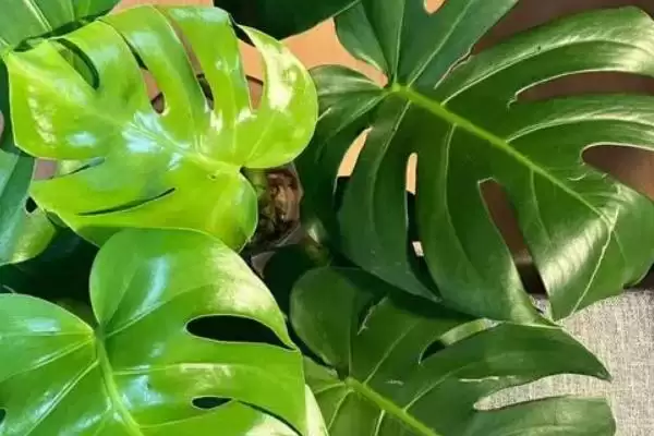 龟背竹有着怎样的简介呢,龟背竹是龟背竹属植物是其简介吗插图3