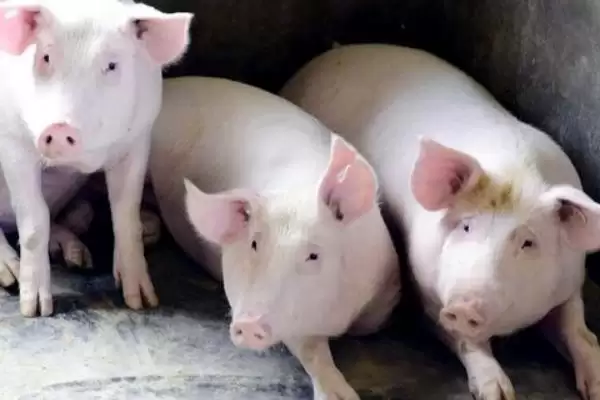 公猪饲养管理方法要点 ,公猪的饲养管理有哪些方法插图3 公猪饲养管理方法要点 ,公猪的饲养管理有哪些方法插图3
