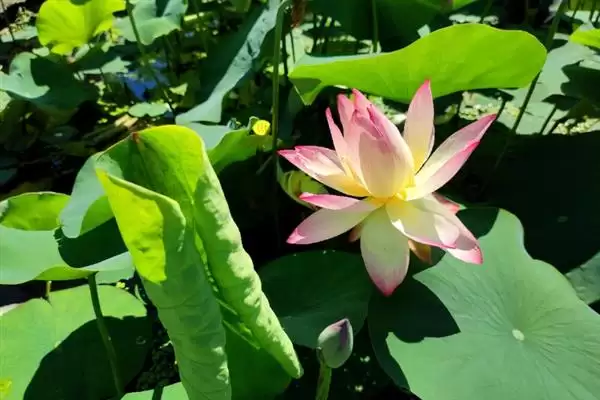 荷花生长要经历哪些阶段呢,荷花生长分萌芽期等6个主要阶段吗插图10 荷花生长要经历哪些阶段呢,荷花生长分萌芽期等6个主要阶段吗插图10