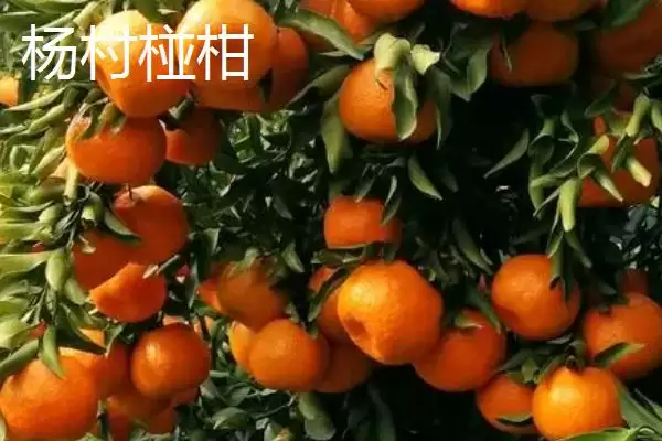广东省四会市的特产是什么,四会玉器是广东省四会市闻名特产吗插图9 广东省四会市的特产是什么,四会玉器是广东省四会市闻名特产吗插图9