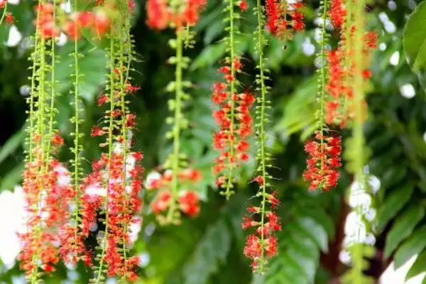 红花玉蕊的花期在什么时候呢,红花玉蕊花期为3-11月这个时间段吗插图1 红花玉蕊的花期在什么时候呢,红花玉蕊花期为3-11月这个时间段吗插图1