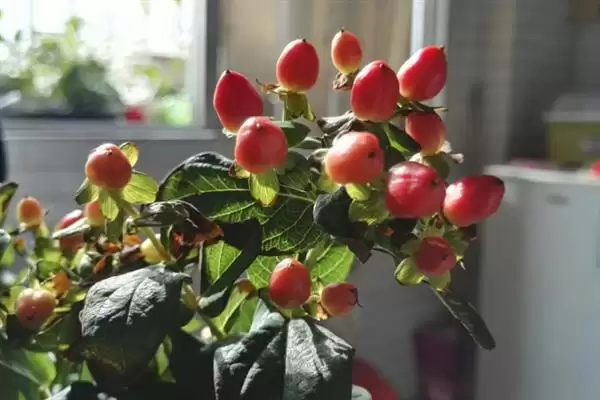 红果金丝桃的花语有啥寓意,红果金丝桃花语寓意娇媚诱惑、迷信等吗插图6 红果金丝桃的花语有啥寓意,红果金丝桃花语寓意娇媚诱惑、迷信等吗插图6