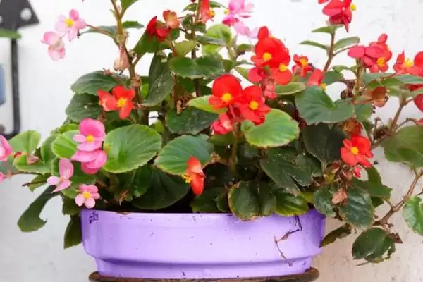 海棠树的开花时间是什么时候,海棠树一般开花时间为4-5月份吗插图4