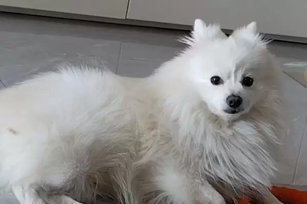 狗癣应该如何进行预防呢,提供均衡营养可增强抵抗力防狗癣吗插图2 狗癣应该如何进行预防呢,提供均衡营养可增强抵抗力防狗癣吗插图2