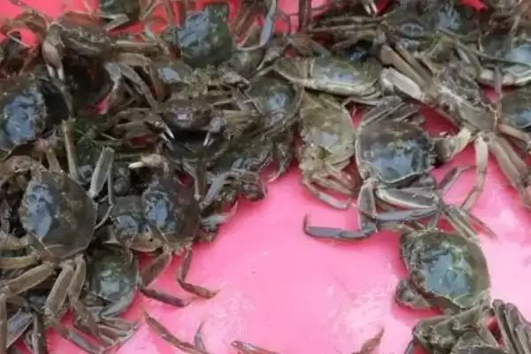 河蟹暂养的死亡原因是啥,河蟹暂养死亡原因是河蟹质量差导致的吗插图4 河蟹暂养的死亡原因是啥,河蟹暂养死亡原因是河蟹质量差导致的吗插图4