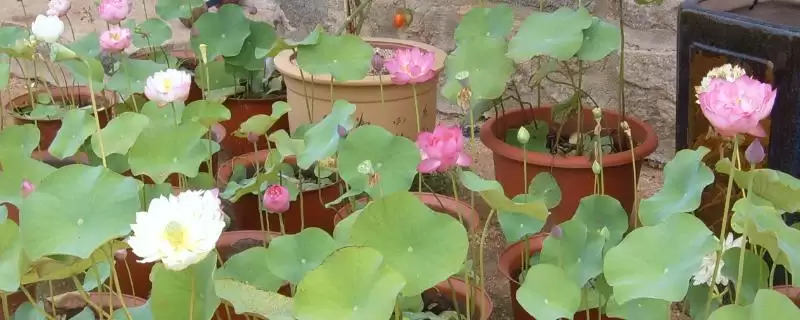 荷花生长要经历哪些阶段呢,荷花生长分萌芽期等6个主要阶段吗插图 荷花生长要经历哪些阶段呢,荷花生长分萌芽期等6个主要阶段吗插图