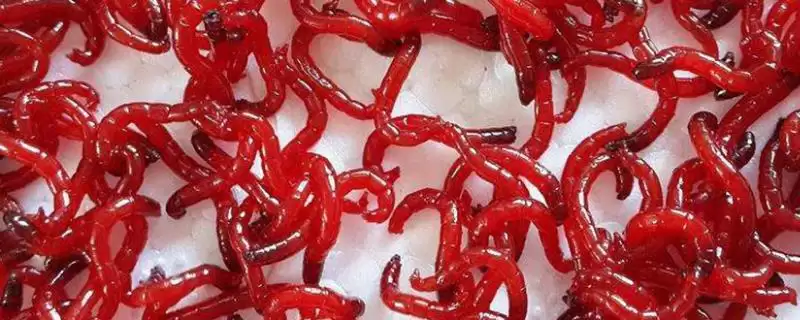 红虫钓鲫鱼适合什么季节呢,红虫是钓鲫鱼常用虫饵适合哪些季节呢插图 红虫钓鲫鱼适合什么季节呢,红虫是钓鲫鱼常用虫饵适合哪些季节呢插图