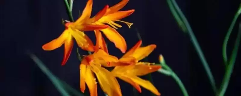 火焰兰植物问多年生草本植物,火焰兰简介,植物属性对吗?插图 火焰兰植物问多年生草本植物,火焰兰简介,植物属性对吗?插图