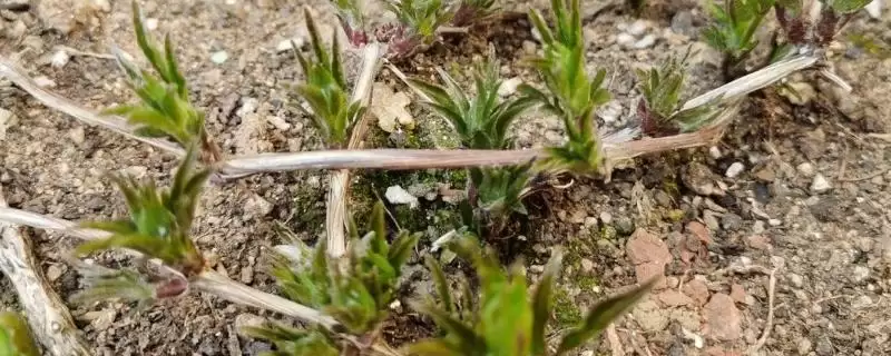 花卉压条繁殖法三种压条法咋选呢,花卉压条繁殖方法,三种方法怎么用?插图 花卉压条繁殖法三种压条法咋选呢,花卉压条繁殖方法,三种方法怎么用?插图