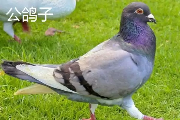 鸽子分公母方法技巧 ,鸽子怎么区分公母呢,有哪些方插图3 鸽子分公母方法技巧 ,鸽子怎么区分公母呢,有哪些方插图3