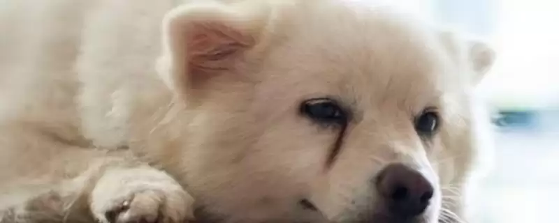 狗狗出现泪痕是何原因,狗狗出现泪痕属于正常新陈代谢反应吗插图 狗狗出现泪痕是何原因,狗狗出现泪痕属于正常新陈代谢反应吗插图