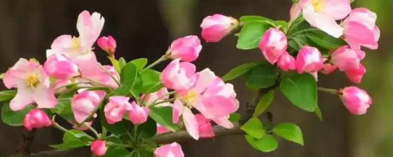 海棠花的花语有什么寓意呢,海棠花寓意离愁、苦恋之情等是其花语吗插图 海棠花的花语有什么寓意呢,海棠花寓意离愁、苦恋之情等是其花语吗插图