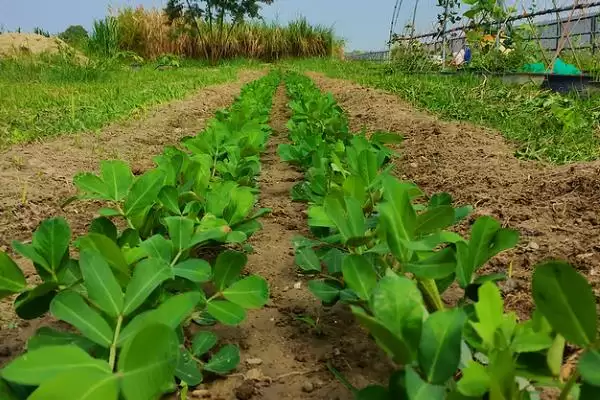 花生控旺技巧化学人工哪种好呢,花生的控旺技巧,两种控旺方式咋选?插图5 花生控旺技巧化学人工哪种好呢,花生的控旺技巧,两种控旺方式咋选?插图5