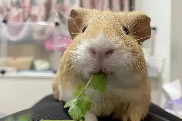 荷兰猪尿路感染有啥症状呢,荷兰猪尿路感染会尿频、尿急、尿尿困难吗插图2 荷兰猪尿路感染有啥症状呢,荷兰猪尿路感染会尿频、尿急、尿尿困难吗插图2