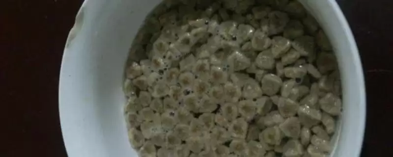 狗粮泡发5-6小时还能喂吗,狗粮泡发5-6小时再喂会影响狗狗健康吗插图 狗粮泡发5-6小时还能喂吗,狗粮泡发5-6小时再喂会影响狗狗健康吗插图