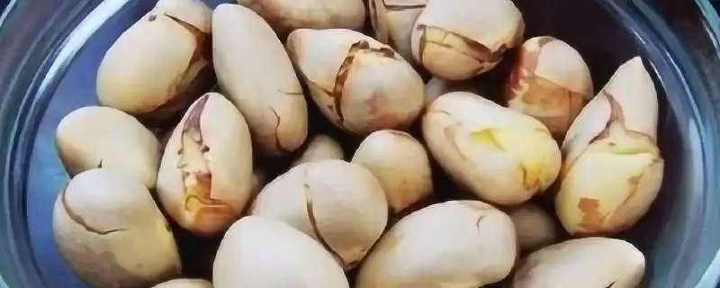 菠萝蜜核的水培方法是怎样呢,菠萝蜜核如何水培插图 菠萝蜜核的水培方法是怎样呢,菠萝蜜核如何水培插图