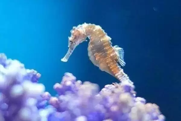 海马是不是鱼类的一种呢,海马属于鱼类且因头部呈马头状得名吗插图1 海马是不是鱼类的一种呢,海马属于鱼类且因头部呈马头状得名吗插图1