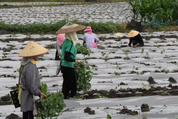 冬瓜苗的移栽时间条件,冬瓜苗长出几片真叶即可移栽时间插图2 冬瓜苗的移栽时间条件,冬瓜苗长出几片真叶即可移栽时间插图2