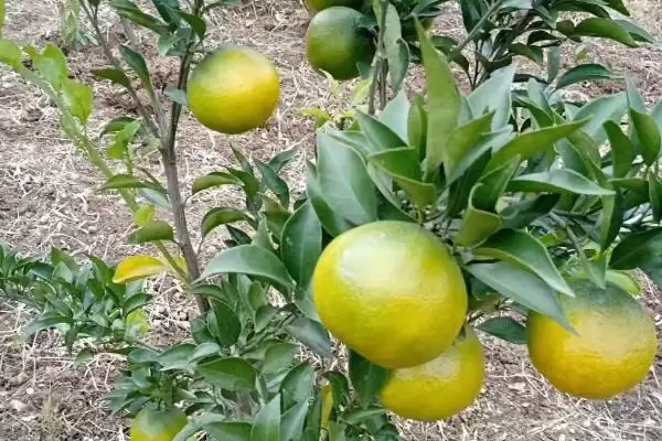 柑橘苗疫病症状表现 ,柑橘苗疫病有哪些具体的症状插图1 柑橘苗疫病症状表现 ,柑橘苗疫病有哪些具体的症状插图1