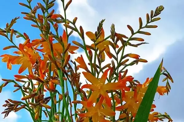火焰兰植物问多年生草本植物,火焰兰简介,植物属性对吗?插图1 火焰兰植物问多年生草本植物,火焰兰简介,植物属性对吗?插图1
