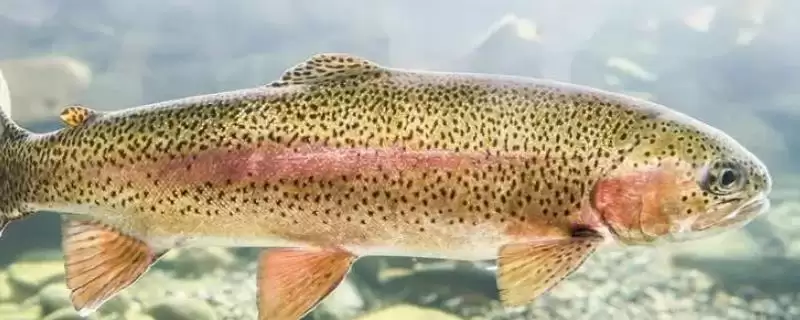 虹鳟鱼是什么种类的鱼呢,虹鳟鱼是重要的冷水性经济鱼种吗插图 虹鳟鱼是什么种类的鱼呢,虹鳟鱼是重要的冷水性经济鱼种吗插图