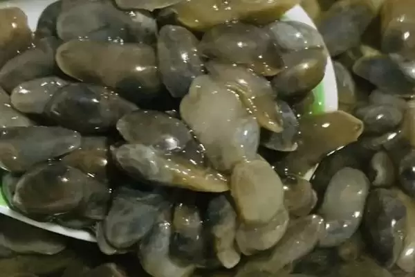 黄泥螺产地问主产东北沿海,黄泥螺的产地,产地信息准确吗?插图3 黄泥螺产地问主产东北沿海,黄泥螺的产地,产地信息准确吗?插图3