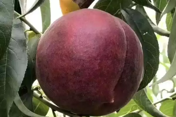 黑桃皇后的价格是多少呢,黑桃皇后因品种不同价格也不同吗插图1 黑桃皇后的价格是多少呢,黑桃皇后因品种不同价格也不同吗插图1