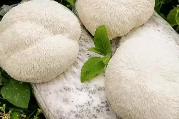 猴头菇的产地主要在哪里呢,猴头菇产地主要在我国东北三省地区吗插图2 猴头菇的产地主要在哪里呢,猴头菇产地主要在我国东北三省地区吗插图2
