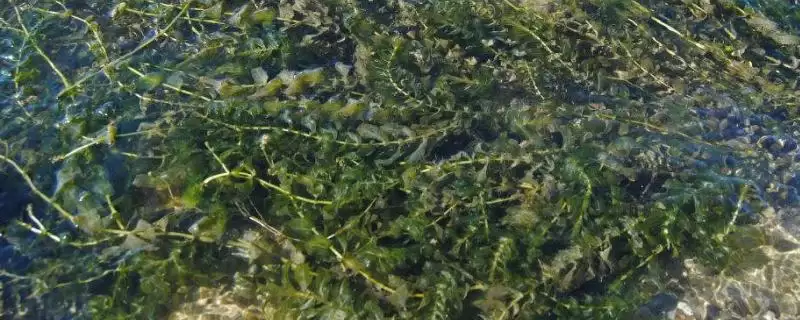 黑藻是真核还是原核生物呢,黑藻属于真核生物这一说法是正确的吗插图 黑藻是真核还是原核生物呢,黑藻属于真核生物这一说法是正确的吗插图