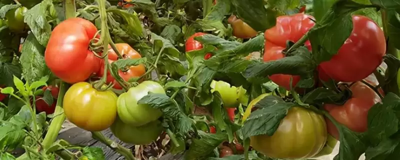 冬季药剂催红西红柿要点,冬季如何用药剂催红西红柿及要点插图 冬季药剂催红西红柿要点,冬季如何用药剂催红西红柿及要点插图