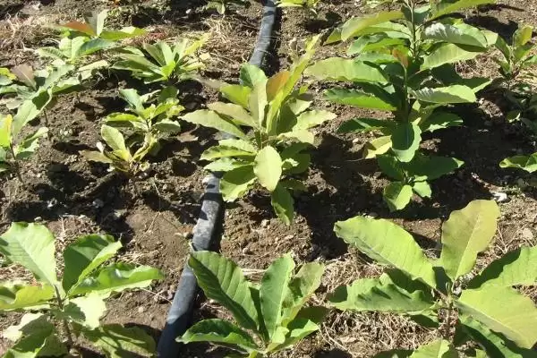 厚朴应该怎样进行种植呢,厚朴需在育苗地生长一年后才能移栽吗插图6