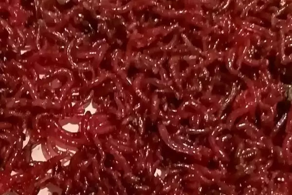 红虫的价格受什么因素影响,红虫价格受产地、品牌等条件影响吗插图1 红虫的价格受什么因素影响,红虫价格受产地、品牌等条件影响吗插图1