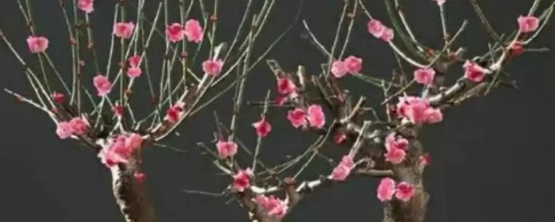 红梅的养殖方法是什么呢,红梅每月施一次稀释腐熟肥来养殖吗插图 红梅的养殖方法是什么呢,红梅每月施一次稀释腐熟肥来养殖吗插图