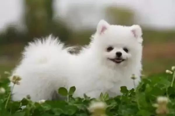 狗狗尿毒症早期啥症状,狗狗尿毒症早期会情绪低落、意识不清吗插图3 狗狗尿毒症早期啥症状,狗狗尿毒症早期会情绪低落、意识不清吗插图3