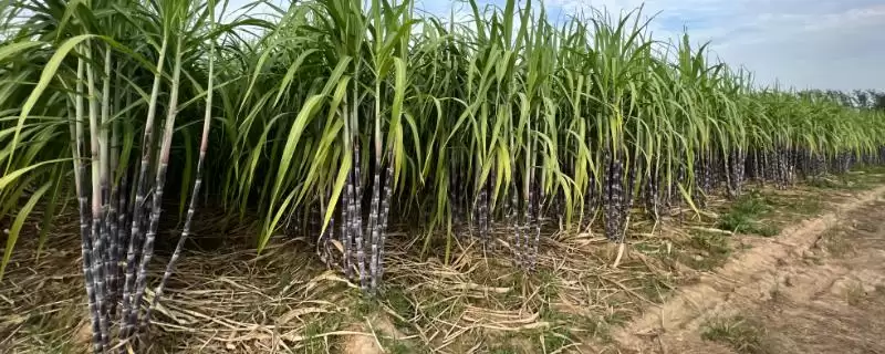 甘蔗种植方法步骤 ,甘蔗具体该如何进行种植插图 甘蔗种植方法步骤 ,甘蔗具体该如何进行种植插图