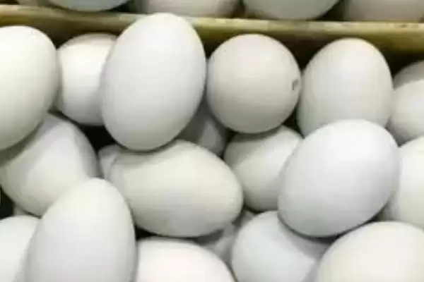 火鸭繁殖技术种蛋消毒后孵化,火鸭的繁殖技术,关键步骤是这个?插图2 火鸭繁殖技术种蛋消毒后孵化,火鸭的繁殖技术,关键步骤是这个?插图2
