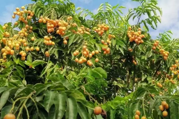 黄皮果根腐病多雨夏季高发,黄皮果根腐病如何防治,发病规律是?插图3 黄皮果根腐病多雨夏季高发,黄皮果根腐病如何防治,发病规律是?插图3
