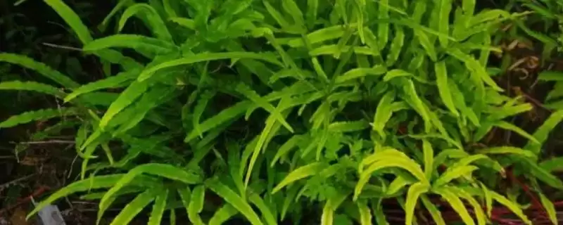 凤尾蕨与黑木蕨差异 ,凤尾蕨和黑木蕨有何区插图 凤尾蕨与黑木蕨差异 ,凤尾蕨和黑木蕨有何区插图