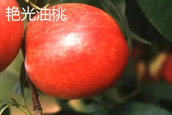 好吃的油桃有哪些品种呢,世纪之星油桃果肉金黄、口感清脆甜美吗插图6 好吃的油桃有哪些品种呢,世纪之星油桃果肉金黄、口感清脆甜美吗插图6