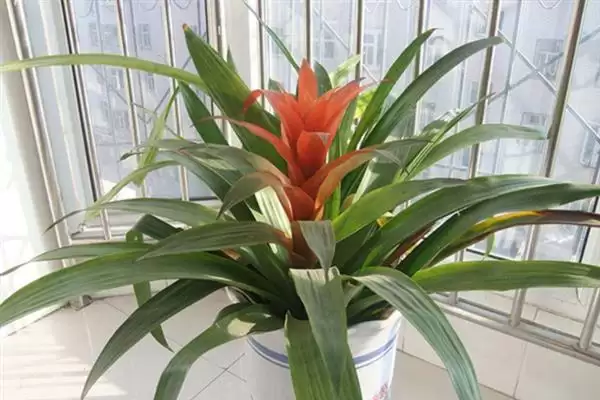鸿运当头花干了如何修剪呢,鸿运当头花干了需从下方进行剪掉吗插图4 鸿运当头花干了如何修剪呢,鸿运当头花干了需从下方进行剪掉吗插图4