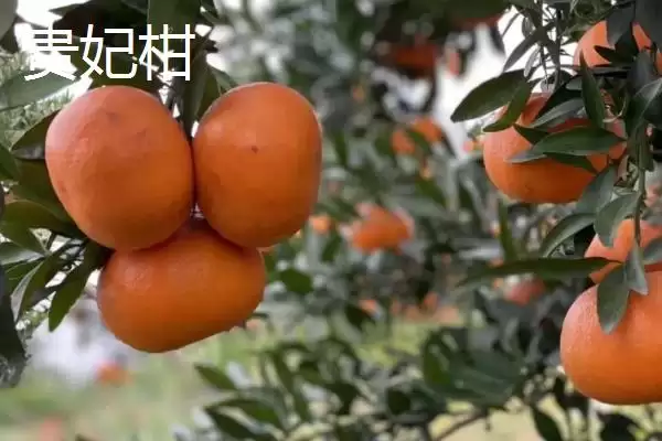 贵妃柑和皇帝柑有何区别,贵妃柑属于晚熟杂柑品种与皇帝柑有别吗插图5 贵妃柑和皇帝柑有何区别,贵妃柑属于晚熟杂柑品种与皇帝柑有别吗插图5