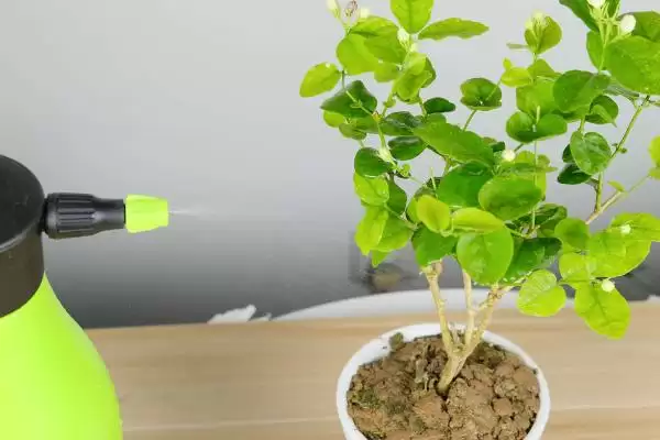 刚买茉莉花掉苞原因 ,刚买的茉莉花掉苞是什么原因导致的插图7 刚买茉莉花掉苞原因 ,刚买的茉莉花掉苞是什么原因导致的插图7