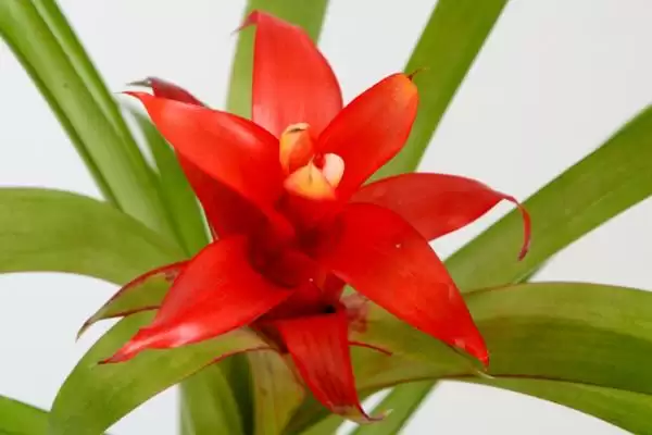 吉祥花种类问牡丹莲花是吗,吉祥花是哪种花,真的是这些吗?插图4 吉祥花种类问牡丹莲花是吗,吉祥花是哪种花,真的是这些吗?插图4