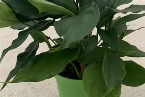 广东万年青有没有毒性呢,广东万年青植株颈部和叶片汁液有毒吗插图2 广东万年青有没有毒性呢,广东万年青植株颈部和叶片汁液有毒吗插图2