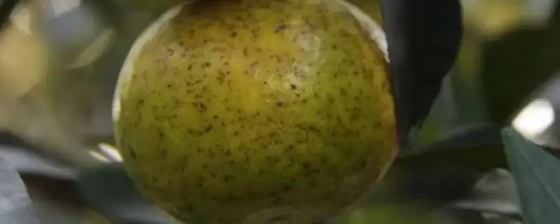 柑桔黑点病发病条件 ,柑桔黑点病的发病需要哪些条件插图 柑桔黑点病发病条件 ,柑桔黑点病的发病需要哪些条件插图