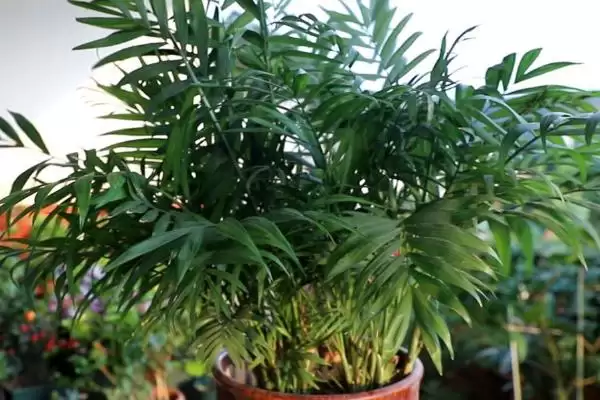 椰子浇水间隔时间问题 ,隔多久给椰子浇一次水比较合适插图1 椰子浇水间隔时间问题 ,隔多久给椰子浇一次水比较合适插图1