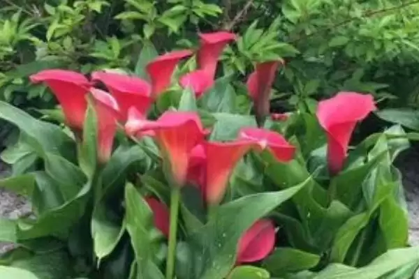 彩色马蹄莲的种植方法是怎样呢,彩色马蹄莲种植方法插图2 彩色马蹄莲的种植方法是怎样呢,彩色马蹄莲种植方法插图2