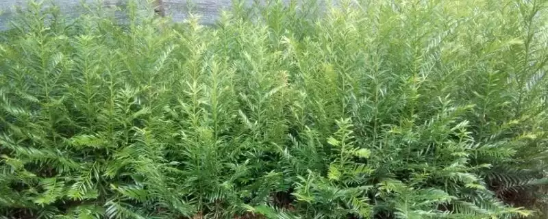 红豆杉的品种主要有哪些呢,东北、云南等是红豆杉的常见品种吗插图 红豆杉的品种主要有哪些呢,东北、云南等是红豆杉的常见品种吗插图